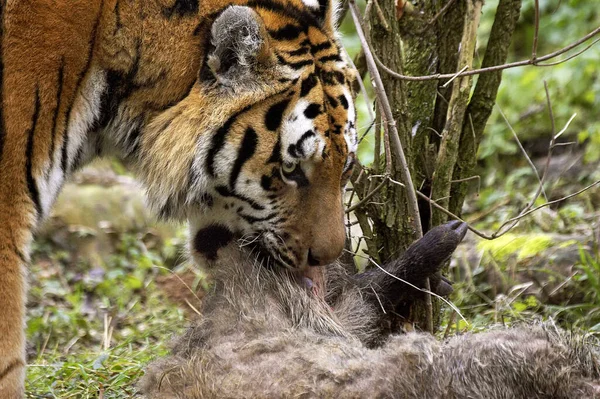 Tigre Siberiana Pantera Tigris Altaica Con Uccisione Cinghiale — Foto Stock