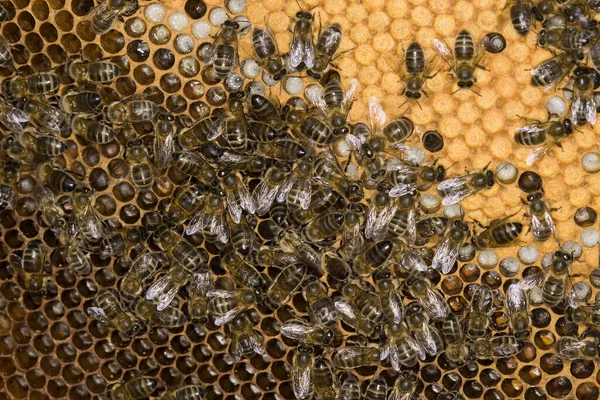 Медовая Пчела Apis Mellifera Рабочий Ухаживающий Личинками Расческе Пчелиный Улей — стоковое фото