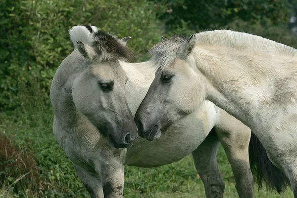 Norwegian Fjord Horse Fundo Natural — Fotografia de Stock