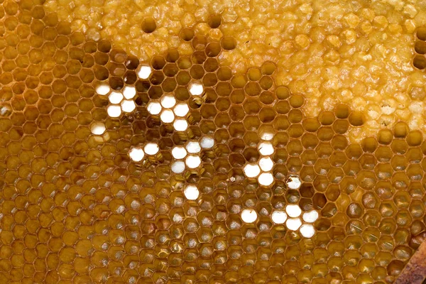Honey Bee Apis Mellifera Trabalhador Cuidando Larvas Pente Ninhada Colmeia — Fotografia de Stock