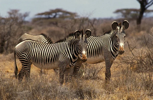 Grevy Zebra Equus Grevyi Parque Samburu Quênia — Fotografia de Stock