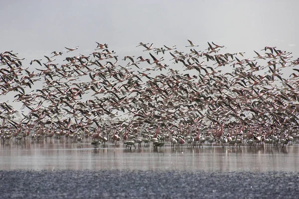 Lesser Flamingo Phoenicopterus Minor Nakuru Lake Kenya — Stock Photo, Image