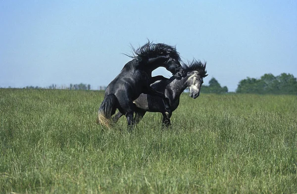 Лошадь Луситано Стоунз — стоковое фото
