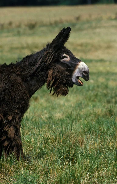 Poitou Donkey Nebo Baudet Poitou Telefonu Francouzské Plemeno — Stock fotografie