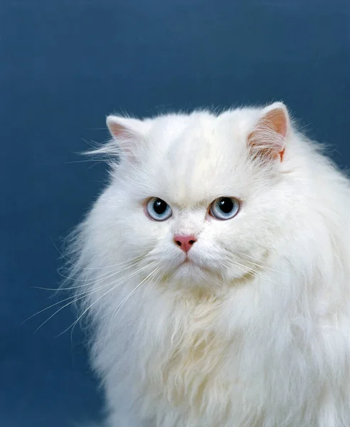Potrait Gato Doméstico Persa Blanco Con Ojos Azules —  Fotos de Stock