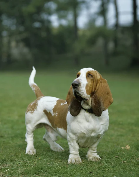 Erkek Basset Tazı Çimlerin Üzerinde Duran Köpek — Stok fotoğraf