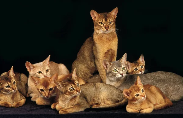Κόκκινο Και Μπλε Abyssinian Εγχώρια Γάτα Ομάδα Κατά Μαύρο Φόντο — Φωτογραφία Αρχείου