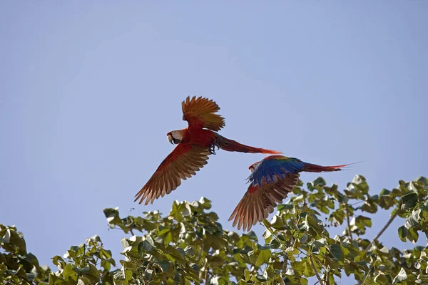 Scarlet Macaw Ara Macao Paire Dans Flight Los Lianos Venezuela — Photo