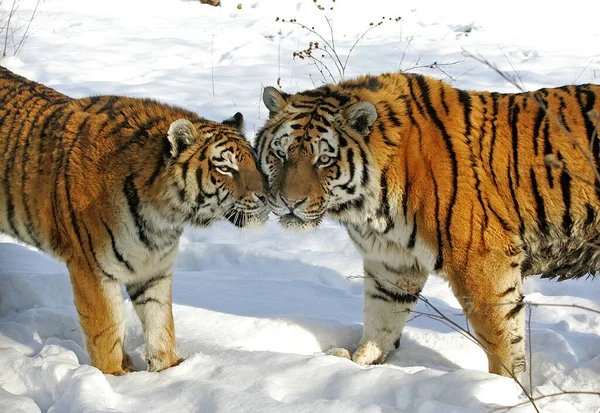 Tigre Sibérie Panthera Tigris Altaica Debout Sur Neige — Photo