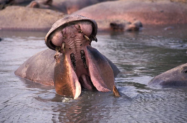 Hipopótamo Hipopótamo Anfíbio Adulto Com Boca Aberta Parque Virunga Congo — Fotografia de Stock