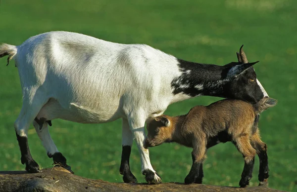 Domestic Goat Kid — Stock fotografie