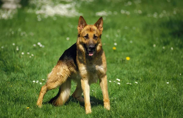 Alman Çoban Köpeği Otların Üzerinde Duruyor — Stok fotoğraf