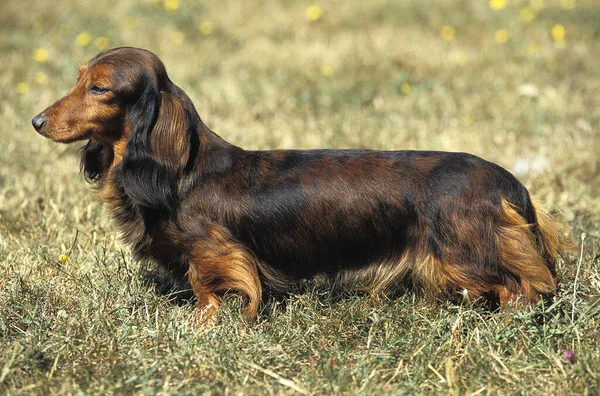 Cabello Largo Dachshund Perro Pie Sobre Hierba — Foto de Stock