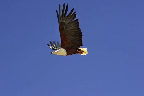 African Fish Eagle Haliaeetus Vocifer Ενηλίκων Στην Πτήση Λίμνη Baringo — Φωτογραφία Αρχείου