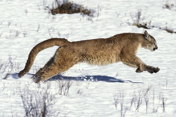 Cougar Puma Concolor Adult Running Snow Montana Montana — стоковое фото