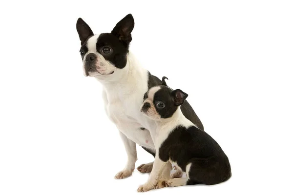 Boston Terrier Dog Mor Med Valp Sitter Mot Vit Bakgrund — Stockfoto