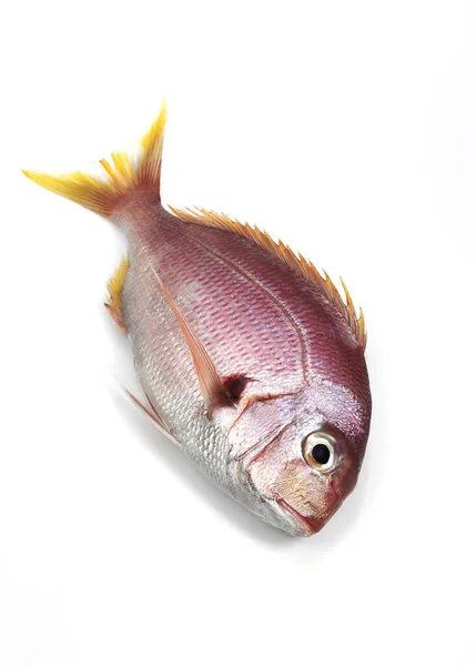 Brassen Pagellus Bogaraveo Frischer Fisch Vor Weißem Hintergrund — Stockfoto