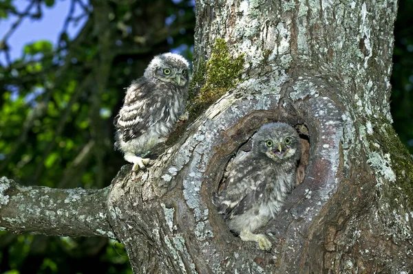 Little Owl Athene Noctua Jovem Entrada Nest Normandia — Fotografia de Stock