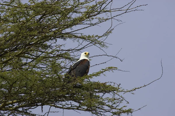 African Fish Eagle Haliaeetus Vocifer Baringo Lake Kenya — Stock fotografie