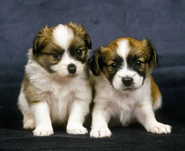 Phalene Dog Nebo Continental Toy Spaniel Pup Sitting — Stock fotografie