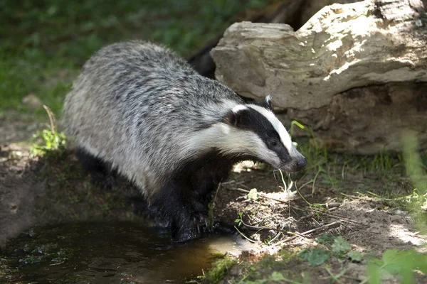 European Badger Meles Meles Water Normandy — 스톡 사진