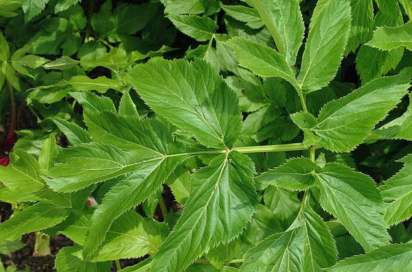 Angelica Angelica Archangelica Latar Belakang Alam — Stok Foto