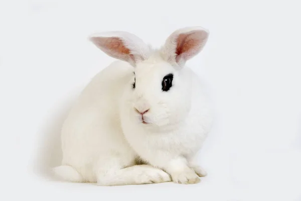 Hotot Domestic Rabbit Порода Норильска — стоковое фото