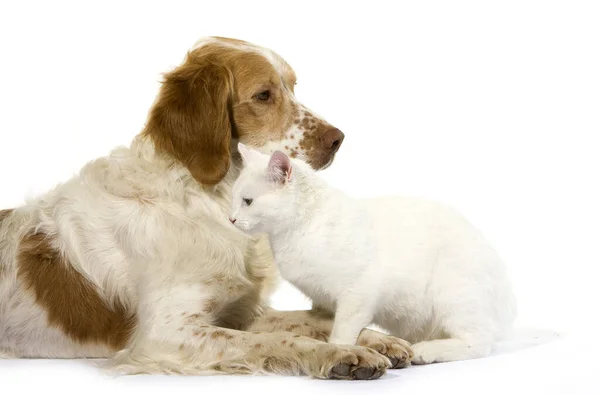 Κανέλα Χρώμα Γαλλική Spaniel Αρσενικό Σκυλί Και Άσπρο Οικόσιτο Γάτα — Φωτογραφία Αρχείου
