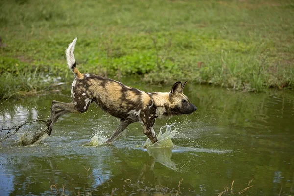 African Wild Dog Lycaon Pictus Water Hole Namibia — 스톡 사진