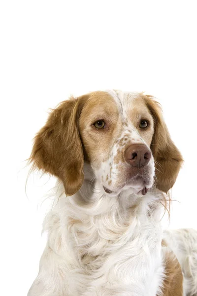 Cynamon Kolor French Spaniel Dog Portret Mężczyzny — Zdjęcie stockowe