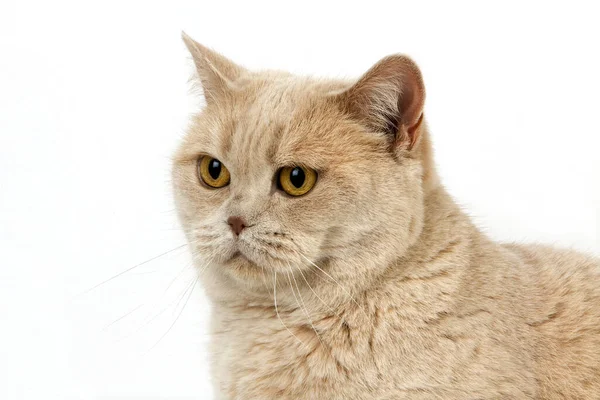 Krem British Shorthair Domestic Cat Kobieta Stojąca Białym Tle — Zdjęcie stockowe