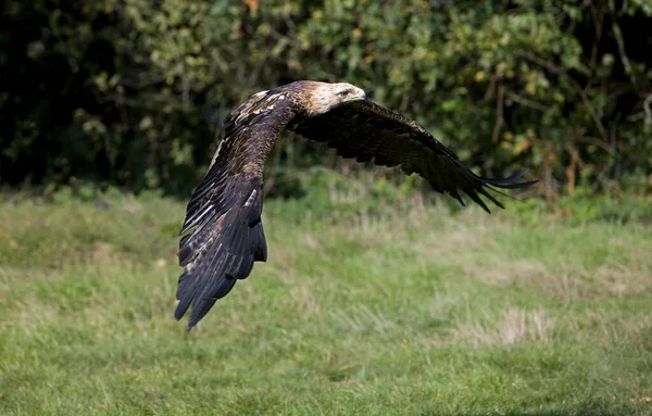 Imperial Eagle Aquila Heliaca Voo — Fotografia de Stock