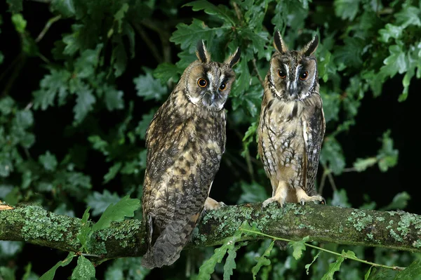 Búho Orejas Largas Asio Otus Pie Rama Normandía — Foto de Stock