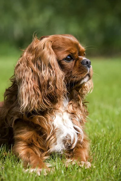 Kavalier King Charles Spaniel Rüde Steht Auf Rasen — Stockfoto