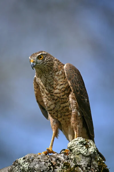 European Sparrowhawk Accipiter Nisus Normandie — Stock fotografie