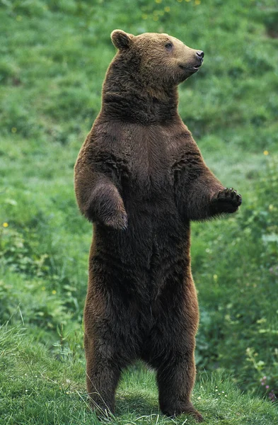 Braunbär Ursus Arctos Erwachsener Auf Hinterbeinen Stehend — Stockfoto