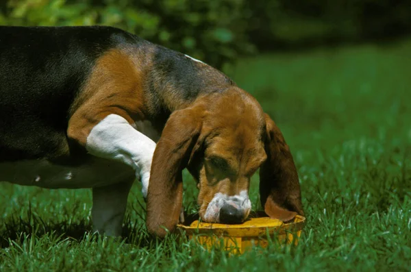 Basset Artesian Normand Hund Spielt Mit Seiner Schale — Stockfoto