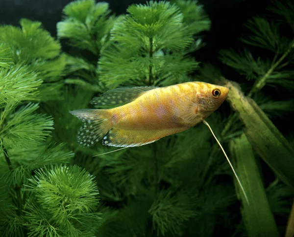 Altın Gourami Trikogaster Trichopterus — Stok fotoğraf