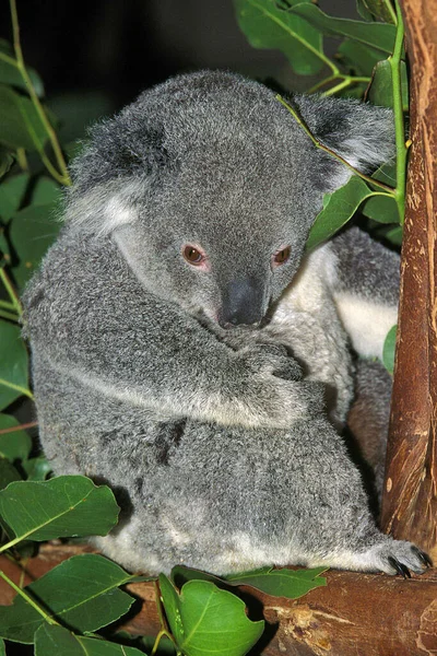 Koala Phascolarctos Cinereus Naturlig Bakgrund — Stockfoto