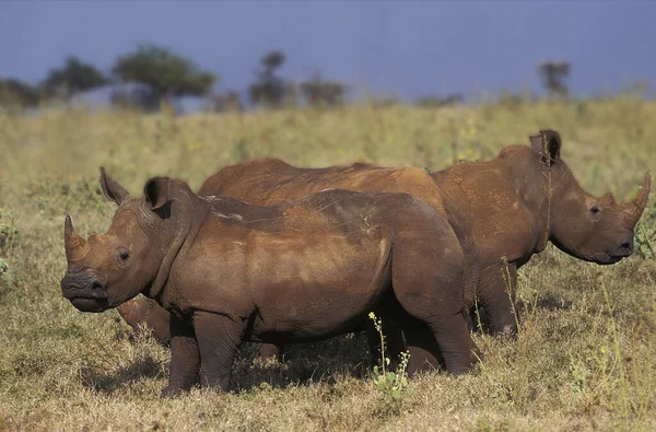 Nosorożec Biały Ceratotherium Simum Matka Cielę Park Nakuru Kenii — Zdjęcie stockowe