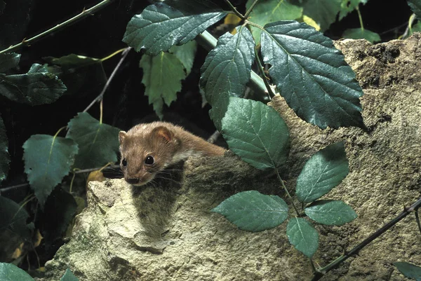 Wezel Mustela Nivalis Normandië — Stockfoto