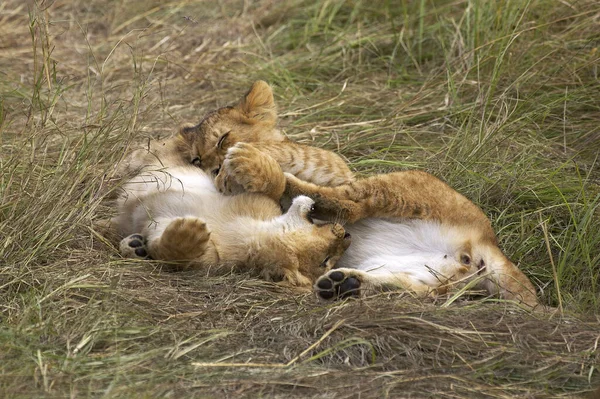 Leão Africano Pantera Leo Cub Tocando Parque Masai Mara Quênia — Fotografia de Stock