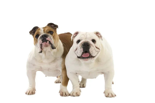 Bulldog Inglês Fêmeas Contra Fundo Branco — Fotografia de Stock