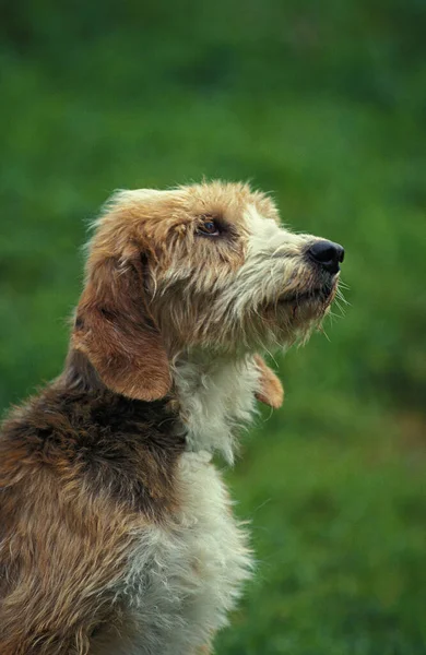 Portrait Domestic Dog — Stock Photo, Image