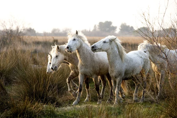 Camargue Horses Herd Saintes Marie Mer 法国南部 — 图库照片