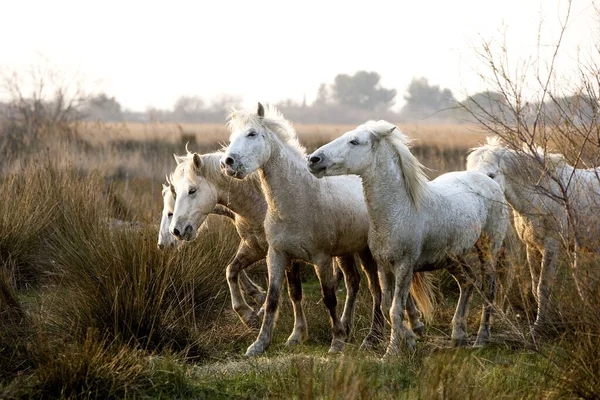 Caballos Camarga Rebaño Saintes Marie Mer Sur Francia — Foto de Stock