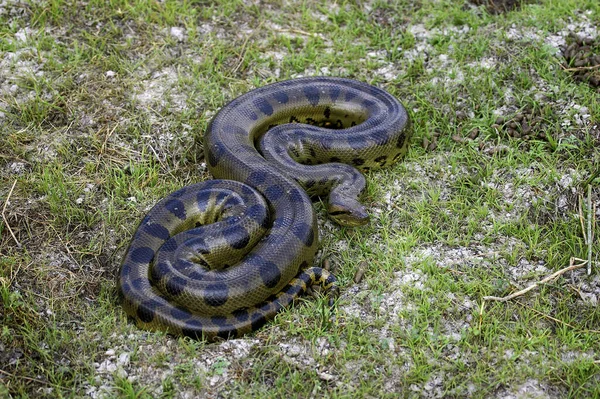 Green Anaconda Eunectes Murinus Los Lianos Venezuela — 스톡 사진