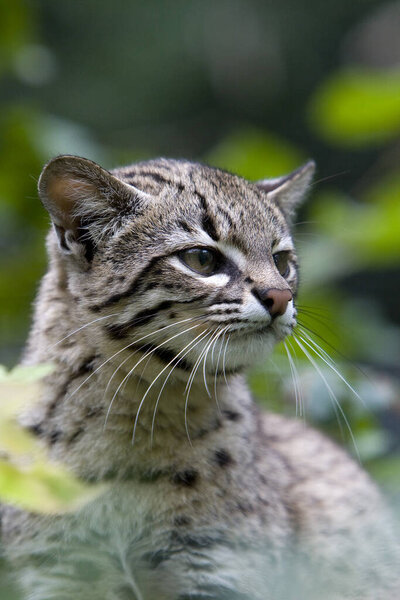 Geoffroy 's Cat, oncifelis geoffroyi
  