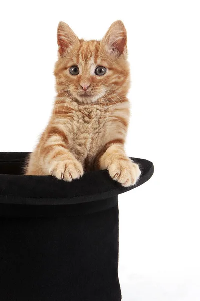 Red Tabby Domestic Cat Kitten Playing Hat White Background — Stock Photo, Image