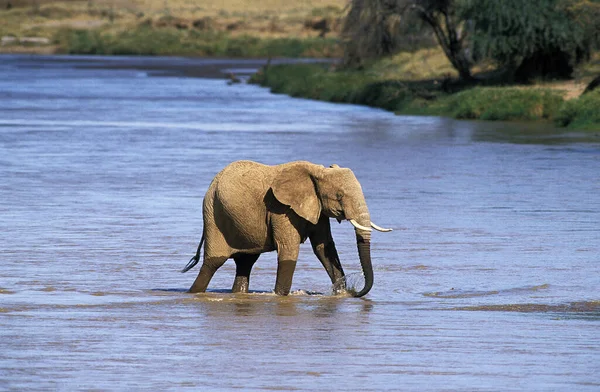 African Elephant Loxodonta Africana Adult Crossing River Πάρκο Samburu Στην — Φωτογραφία Αρχείου